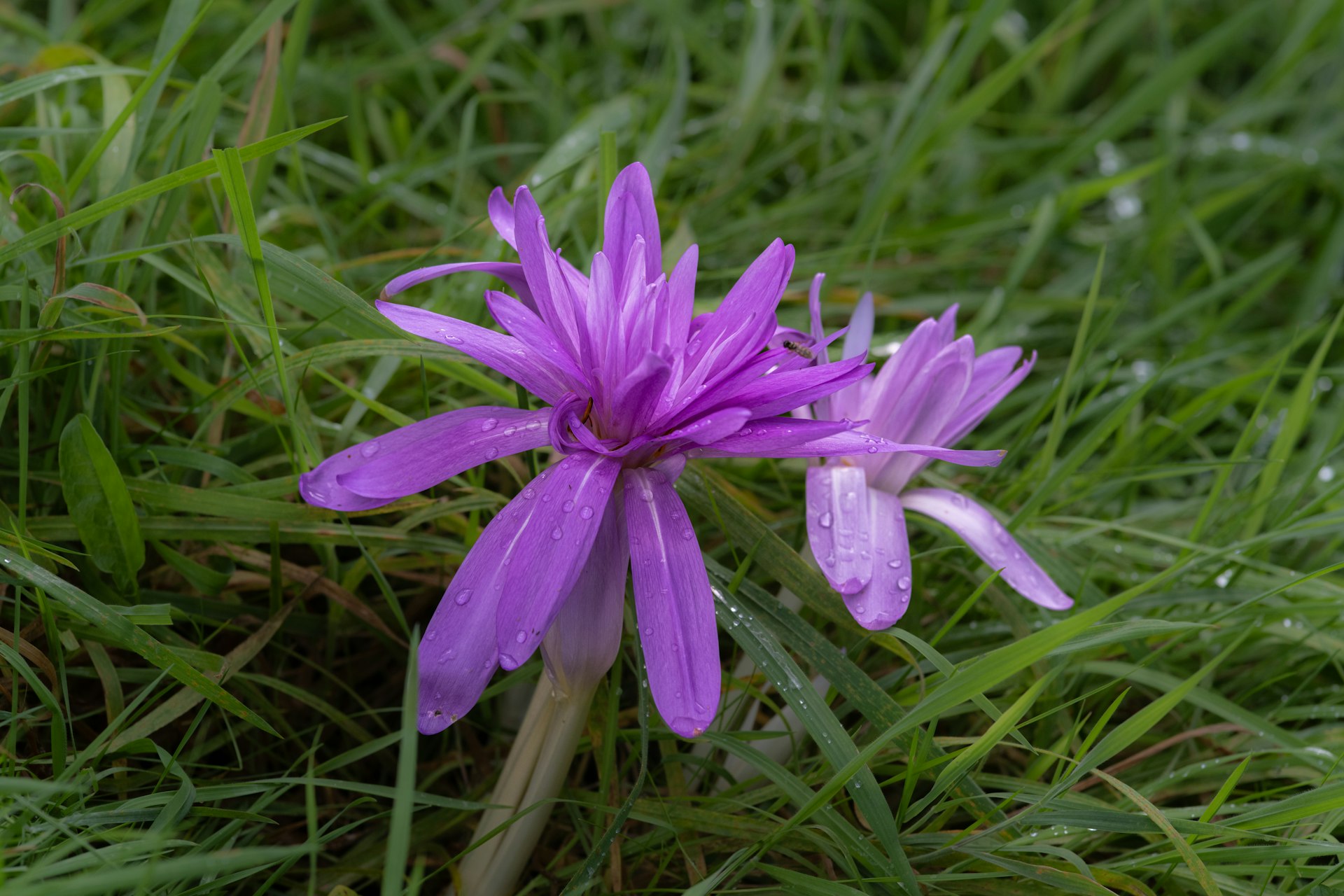 a purple flower sitting on top of a lush green field